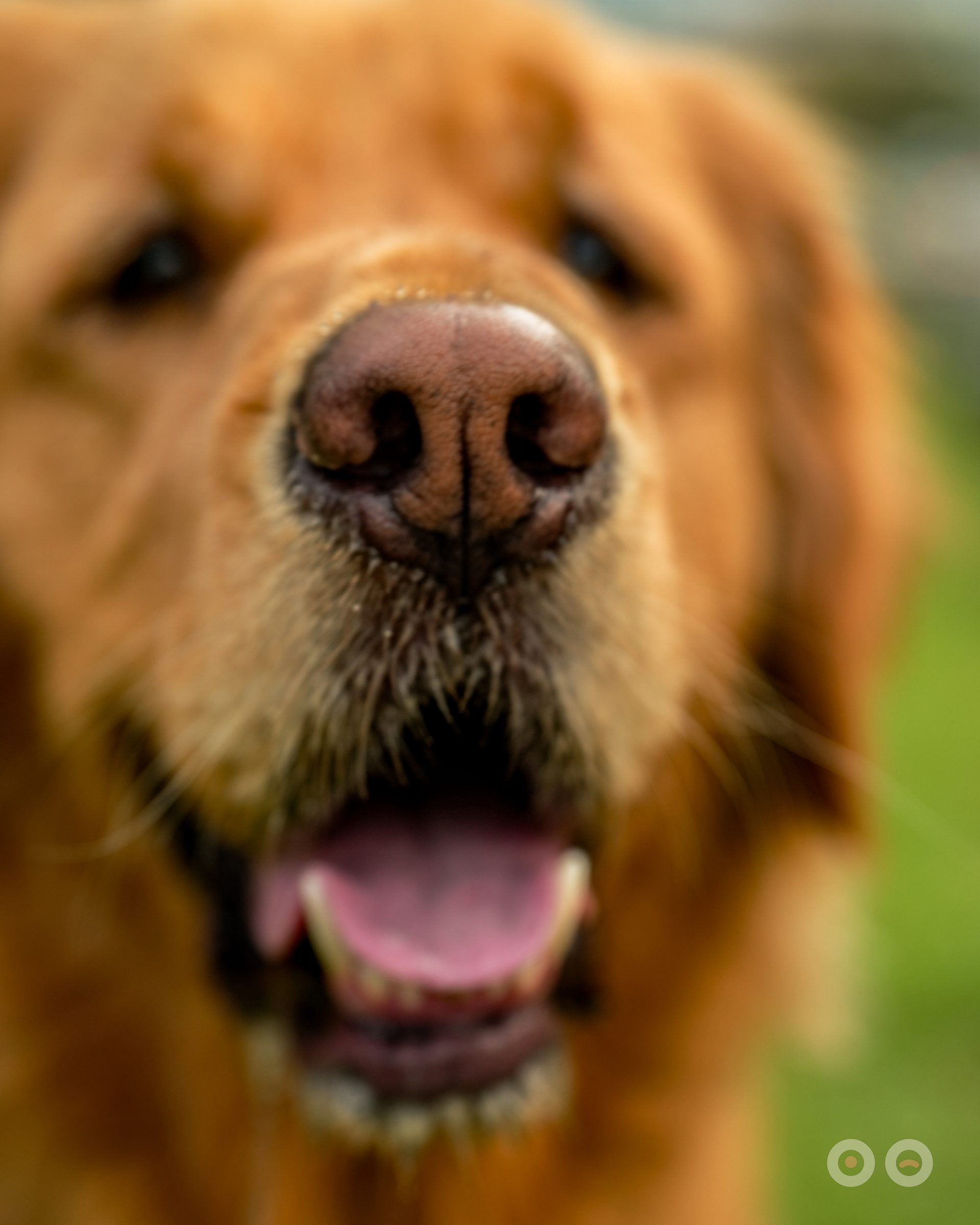 A golden retriever's nose filling the frame, mouth open, eyes soft behind it.